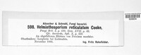 Helminthosporium reticulatum image
